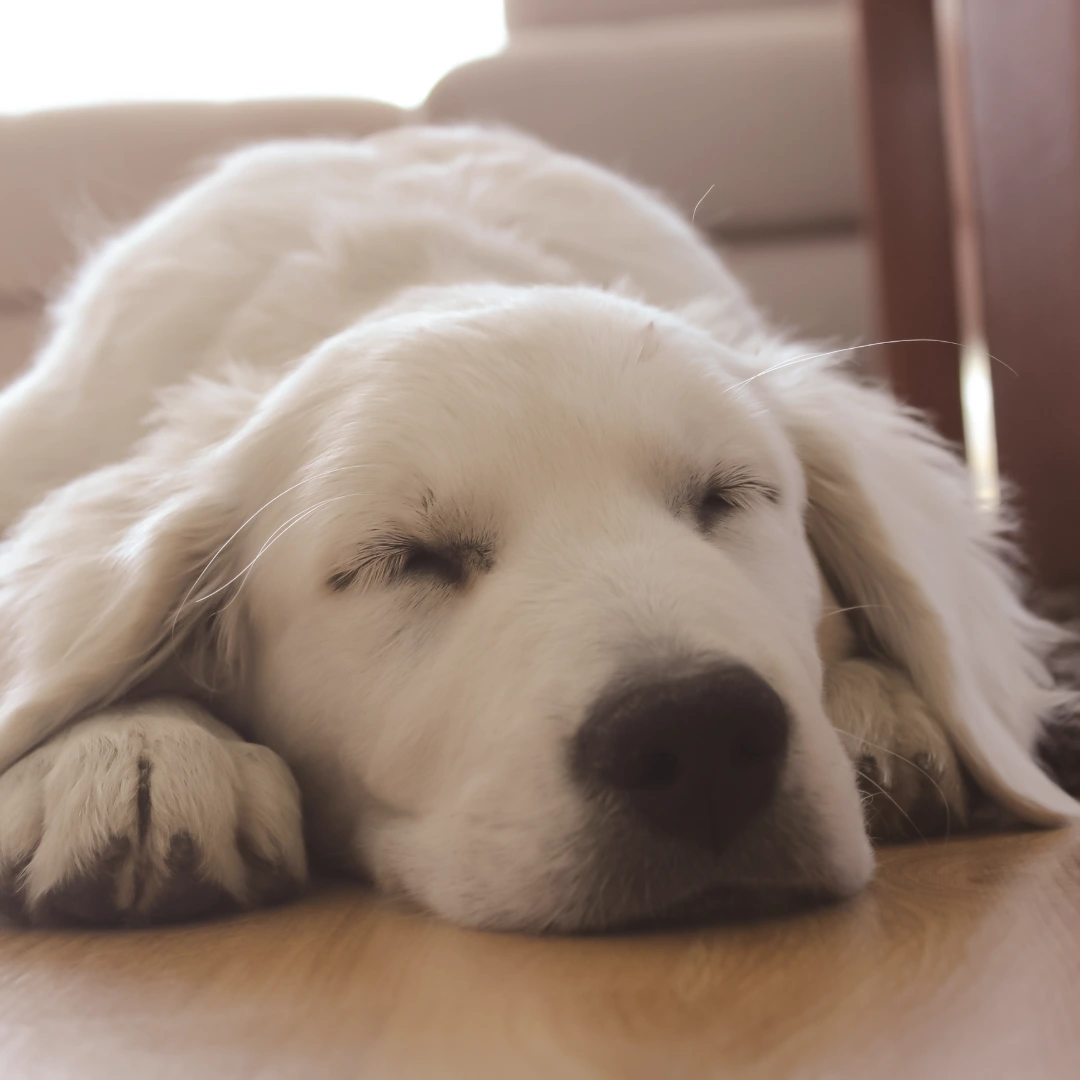 Schlafender Hund liegt auf dem Boden