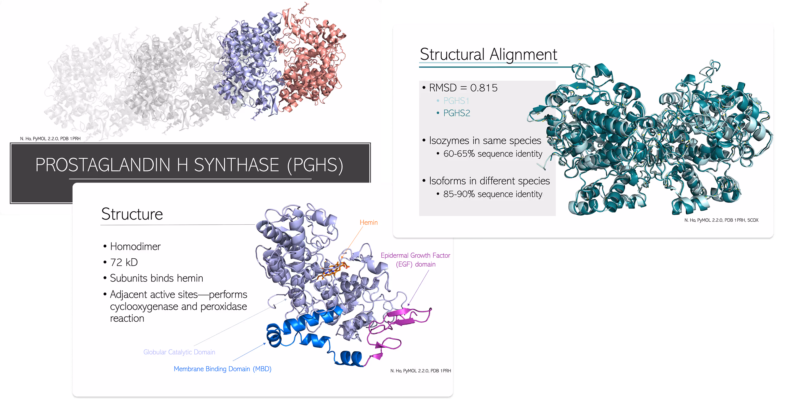 Some slides from my presentation deck on the enzyme, Prostaglandin H Synthase done in PowerPoint, featuring 3D models of the enzyme done by me. 