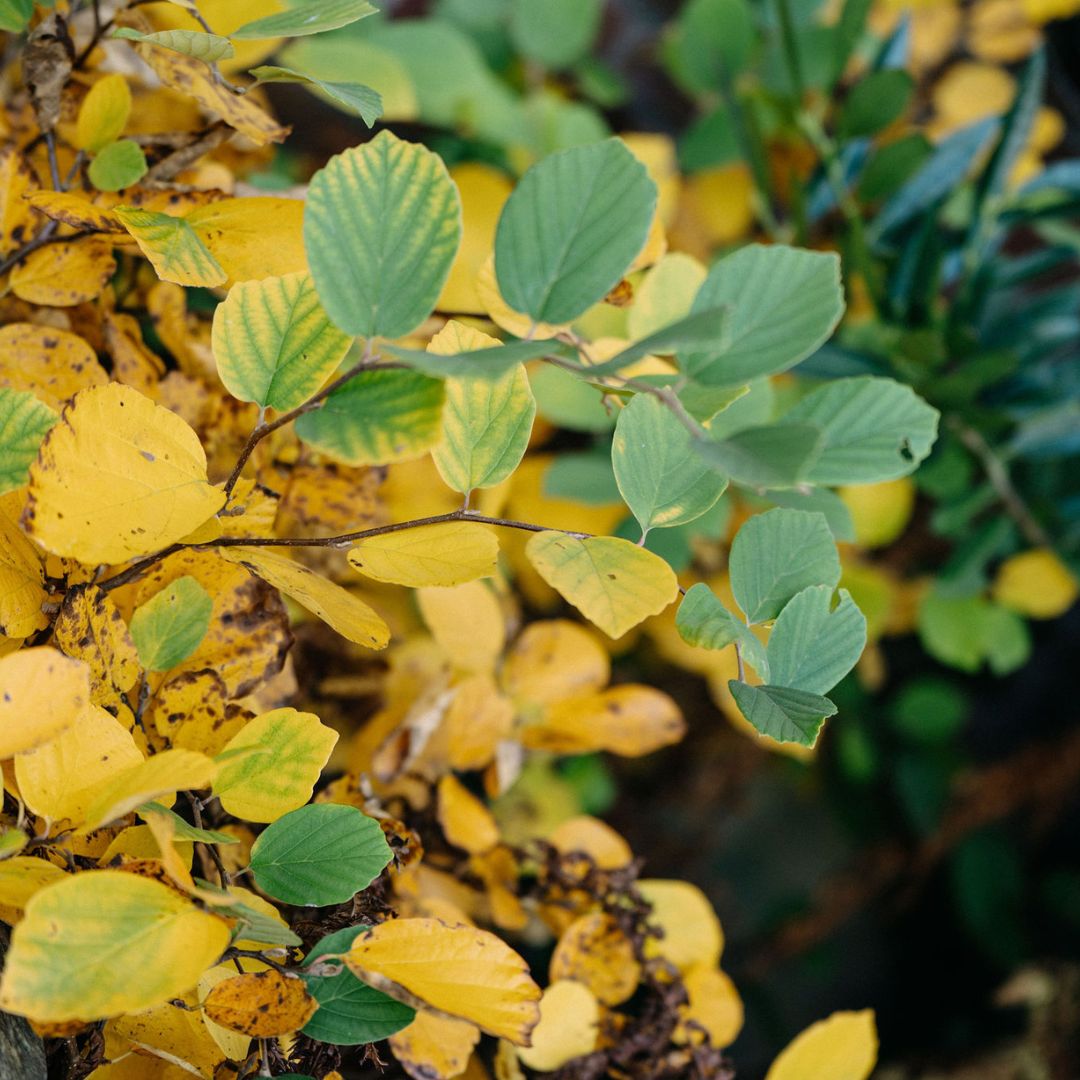 Close-up van herfstbladeren in geel en groen
