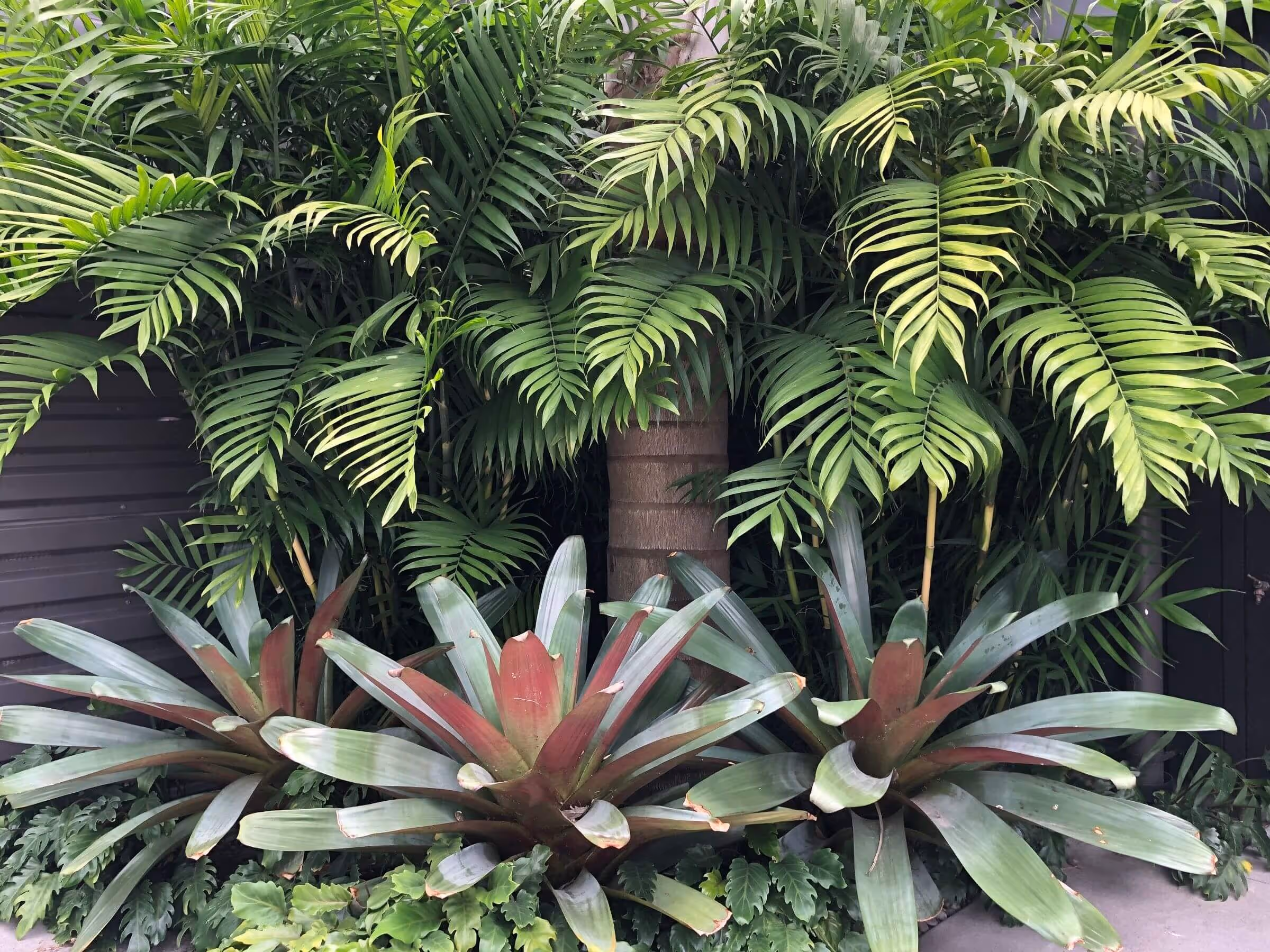 Beautiful subtropical themed garden, surrounded by ferns - Ascot Road