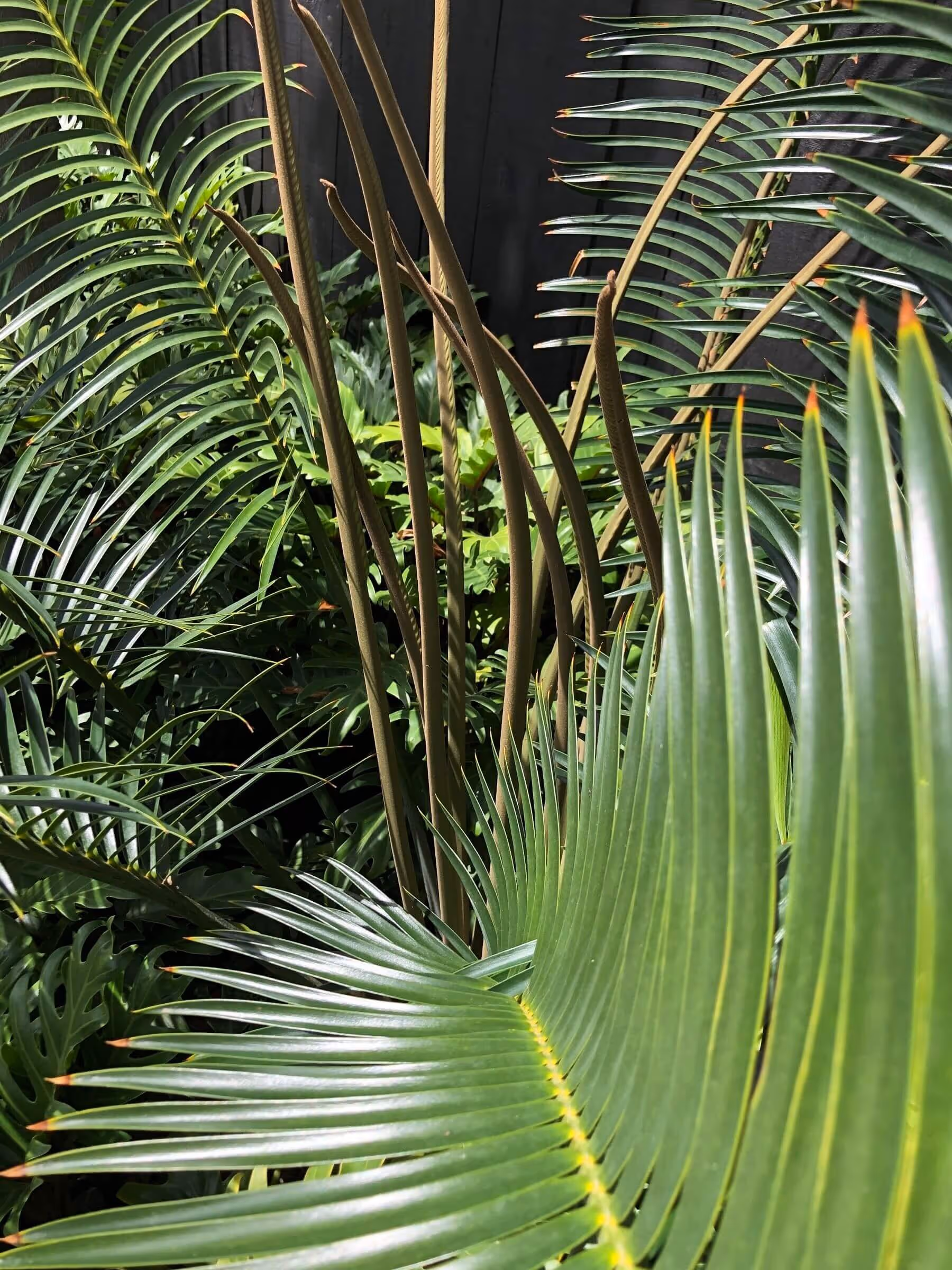 Strong, beautiful ferns - Ascot Road