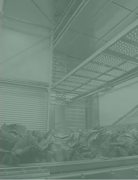 Rows of leafy green vegetables growing under indoor metal shelving with controlled environment lighting.
