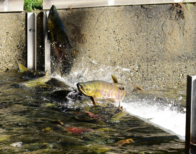 Fisheries and Hatcheries Demo