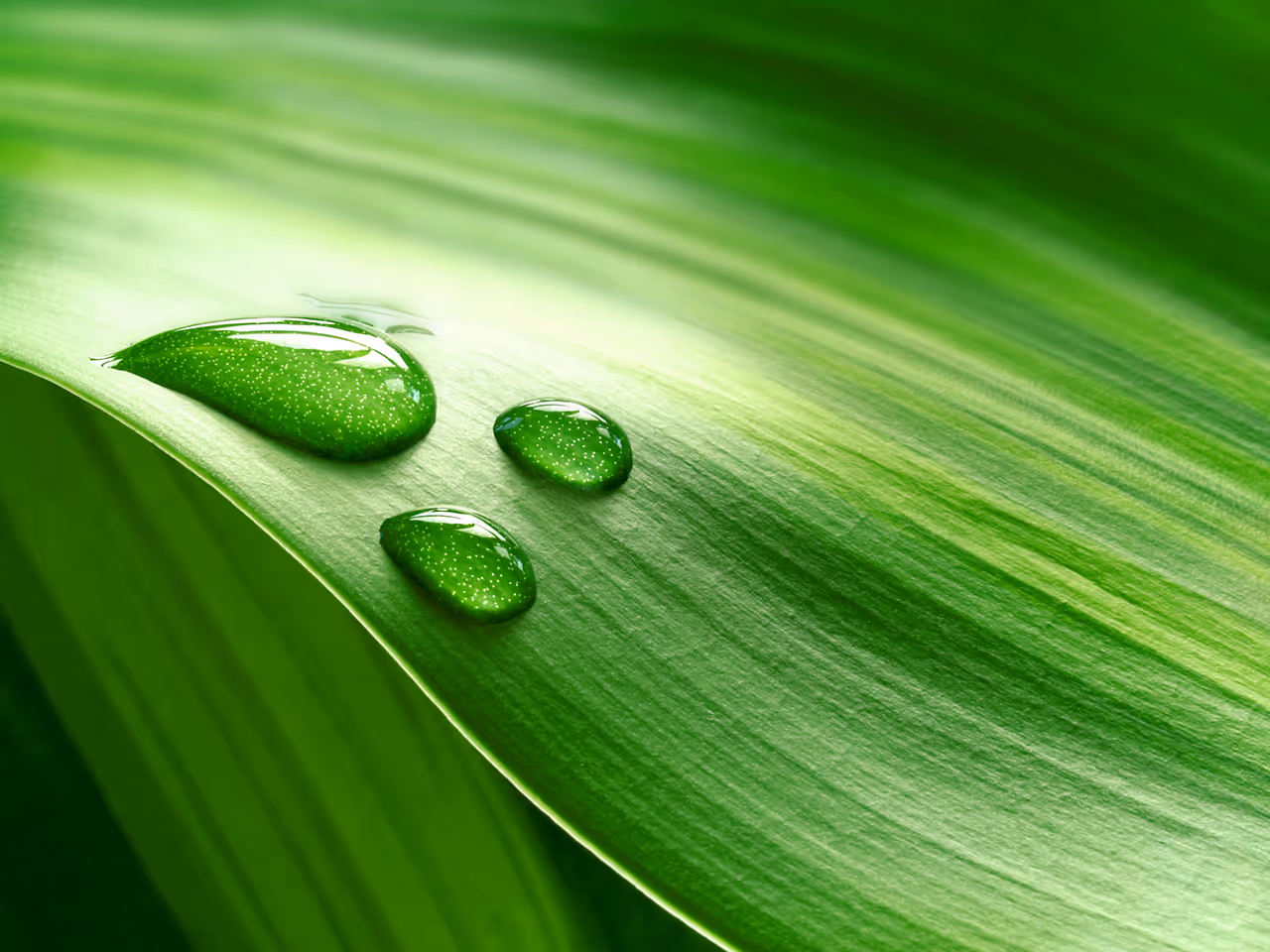 Rain drop on leaf