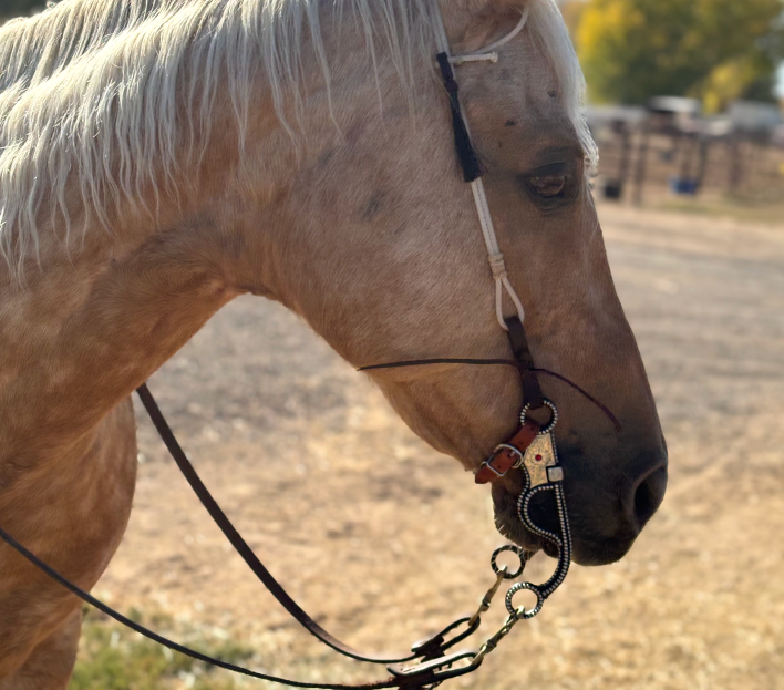 Light-colored horse wearing a decorative Western C Slash bit and bridle, shown in profile outdoors.