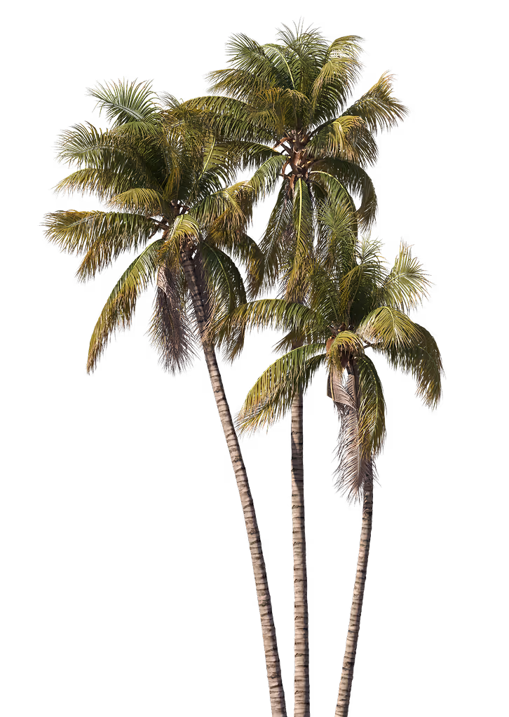 Three tall palm trees with green fronds against a transparent background.