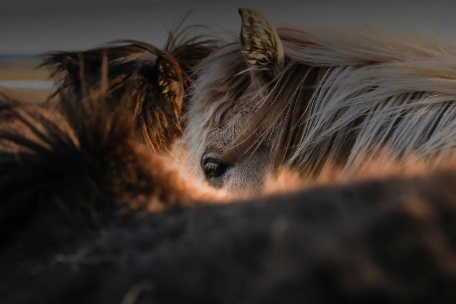 Nahaufnahme eines hellbraunen Pferdeauges mit Mähnensträhnen im Sonnenlicht, umgeben von dunkleren Pferden.