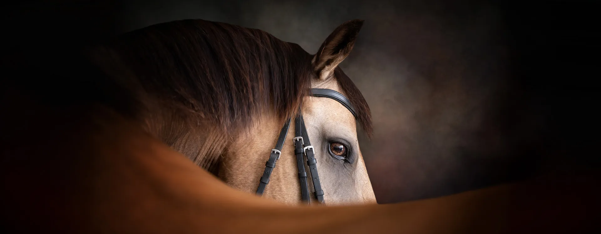 Nahaufnahme des Kopfes eines braunen Pferdes mit Zaumzeug vor dunklem Hintergrund.