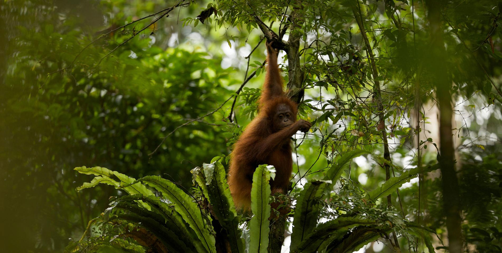 Nature-Based Learning case study person walking in forest | We. Communications