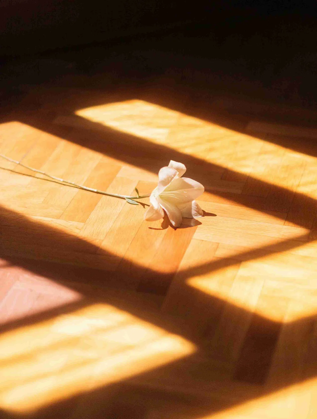 Faut-il poser du carrelage ou du parquet dans un appartement ?