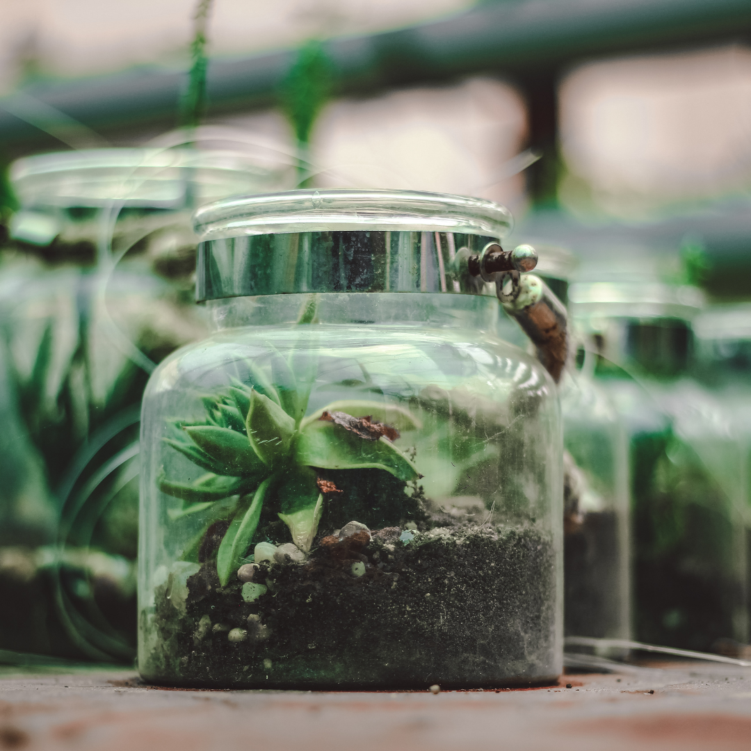 Terrarium photo