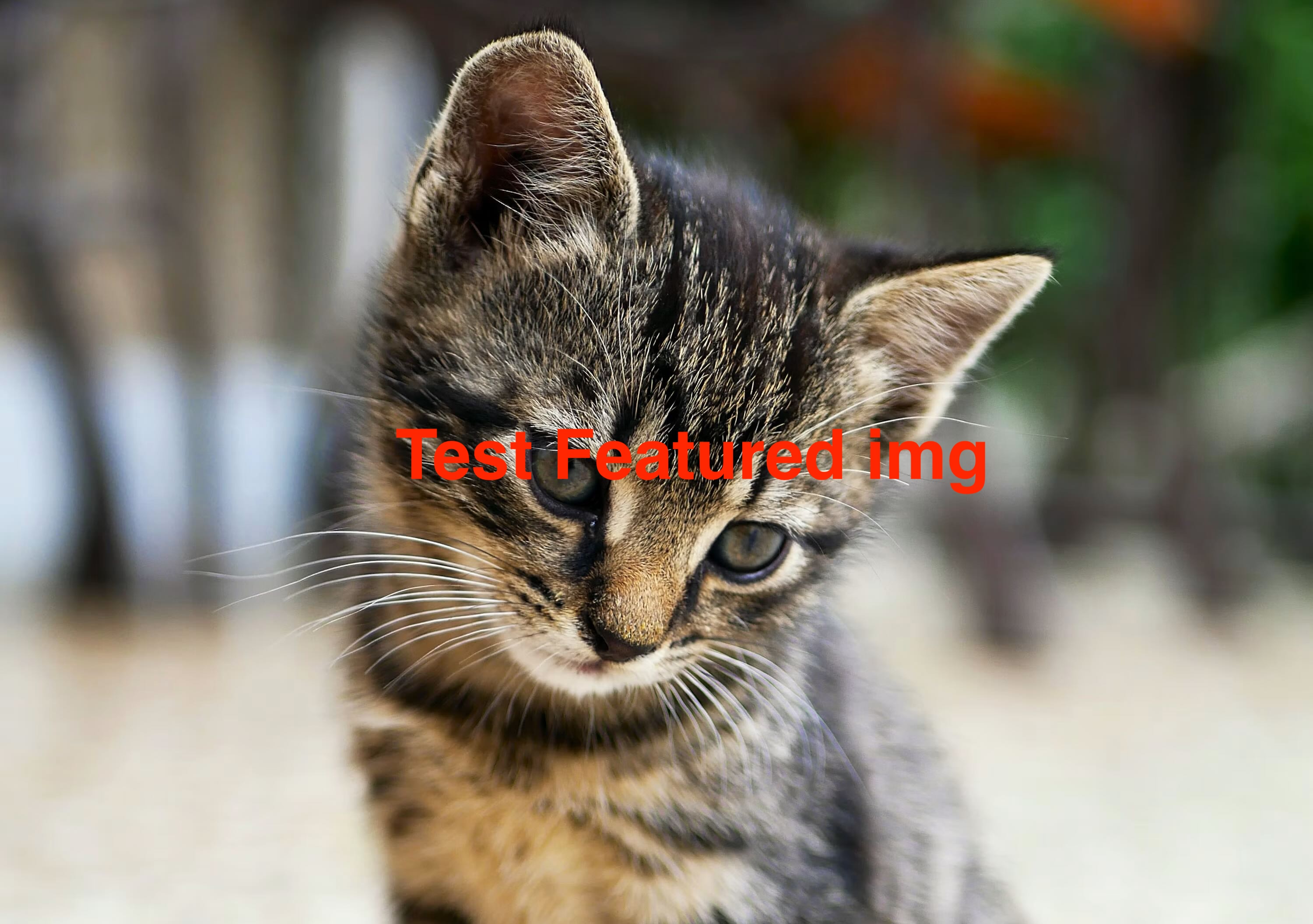 Test featured image alt text