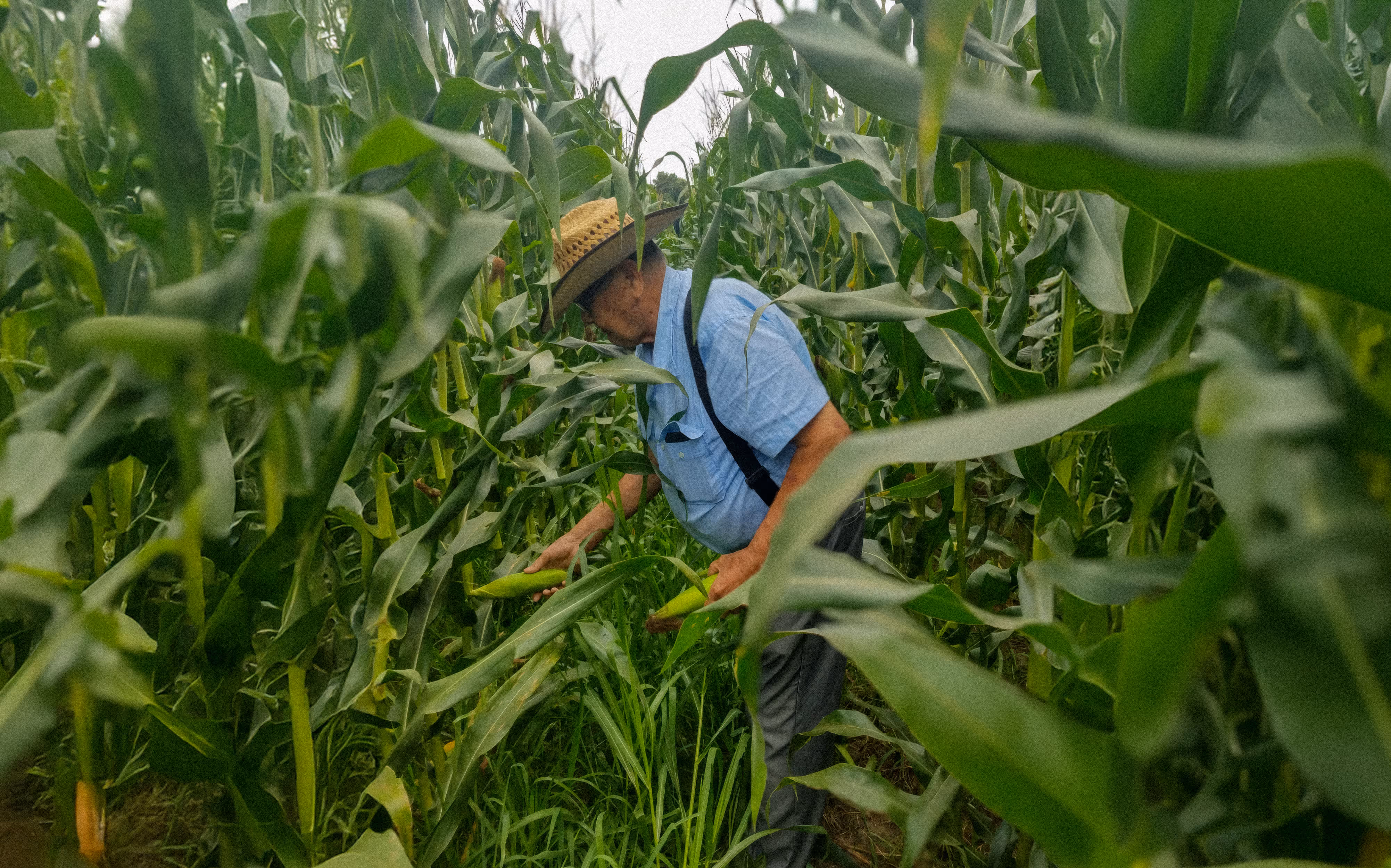Don Javi Morfin, a farmer wearing a straw hat and a blue shirt, stands in the middle of a tall, leafy cornfield while inspecting two green ears of corn directly on the plant.