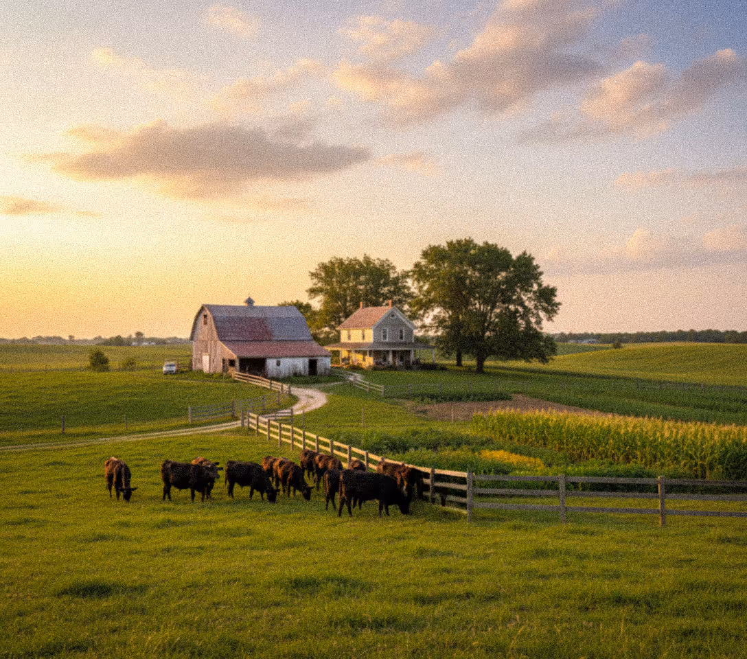 Farmer Don Javi on his farm at sunset, with his herd of black cows grazing in a green pasture in front of a classic red barn and a farmhouse.