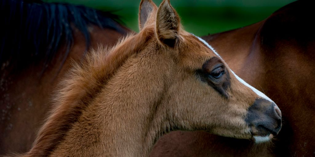 brown horse in close up photography during daytime