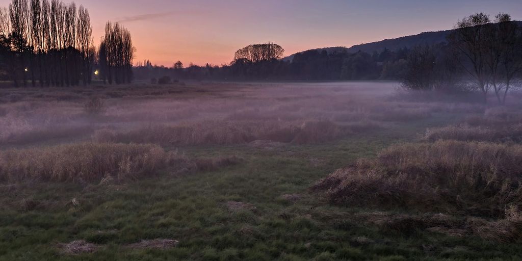 a foggy field with trees in the distance