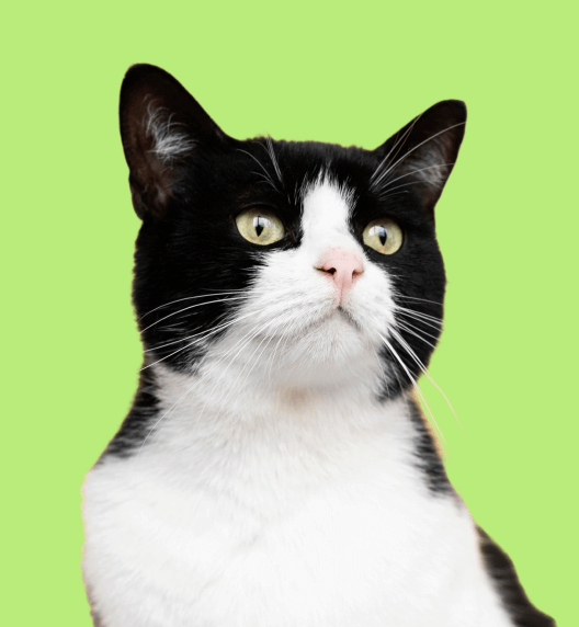 Sahara Connor Slider Image - Pet X Webflow Template