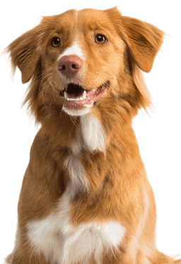 Book Your Appointment Today Image - Pet X Webflow Template