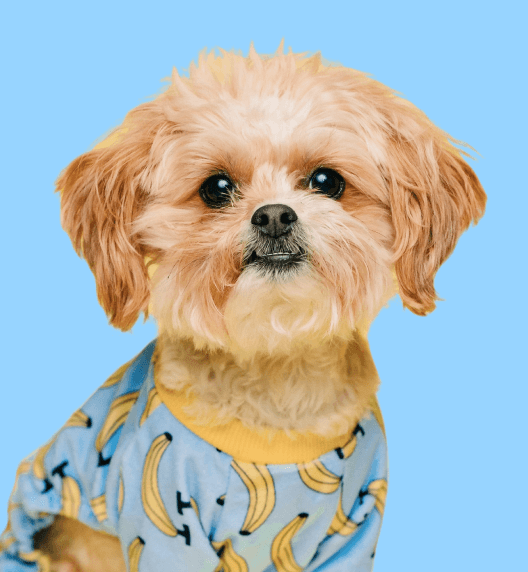 Andy Smith Slider Image - Pet X Webflow Template