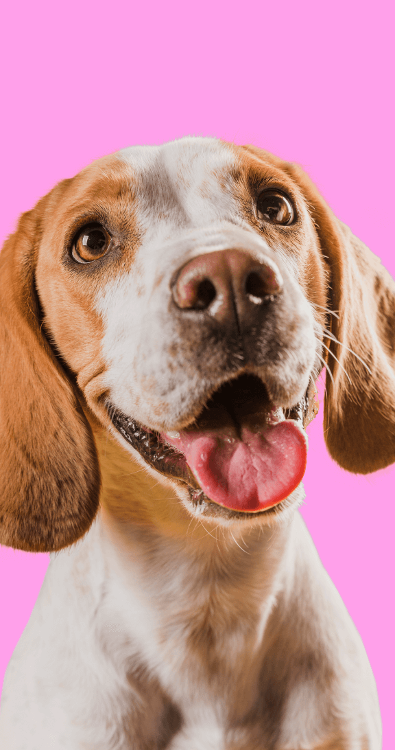 Pet Health Image - Pet X Webflow Template