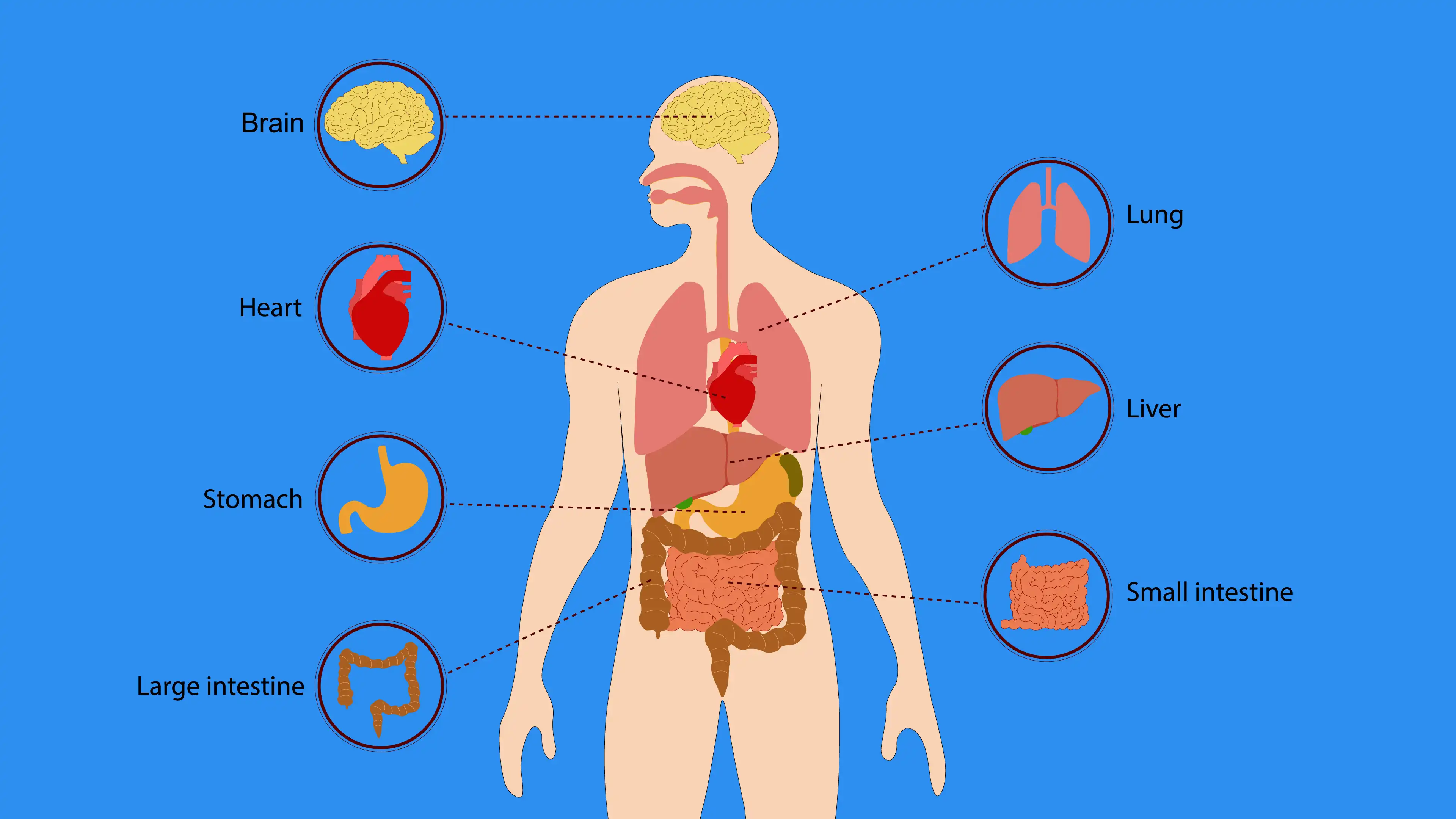 Understanding the Difference: Normal vs Concerning Digestive Symptoms