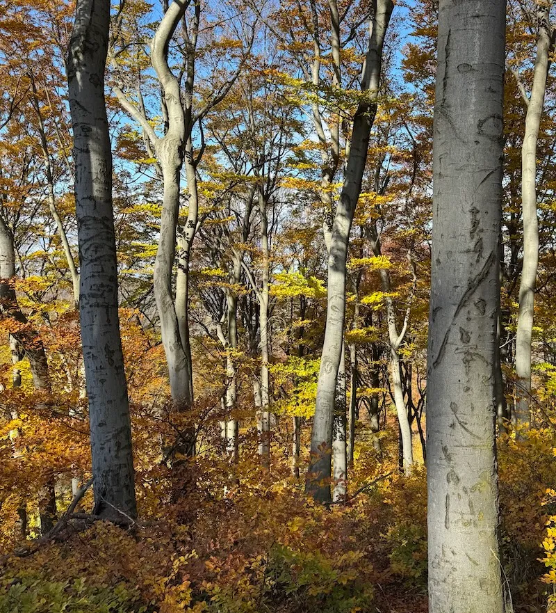 sonnendurchfluteter frühlingshafter Laubwald