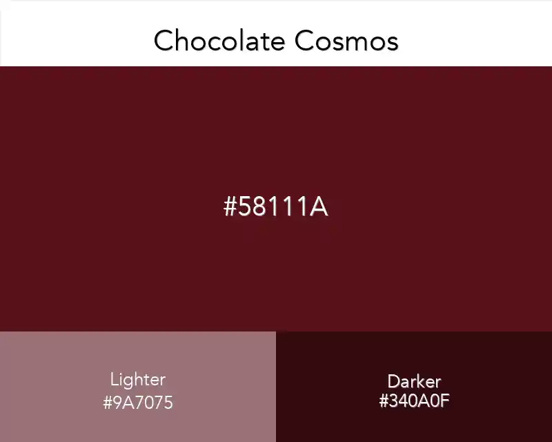 Chocolate Cosmos