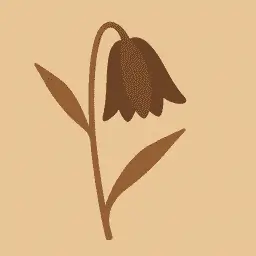 Chocolate lily