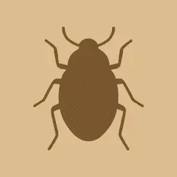 Beetle