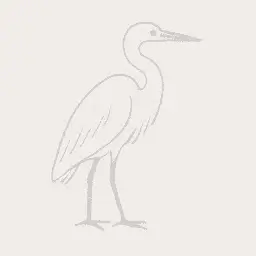 Great egret