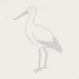 White stork