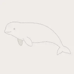 Beluga whale