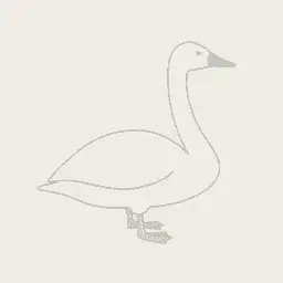 Tundra swan