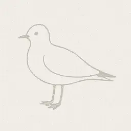 Ross's gull