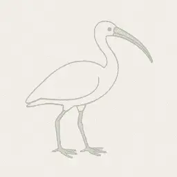 American white ibis