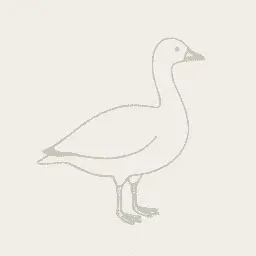 Snow goose