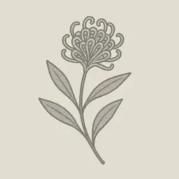 Grey spider flower
