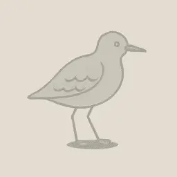 Grey plover