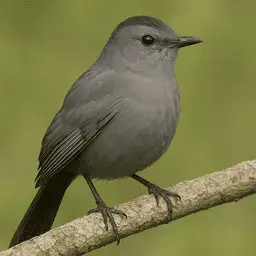 Gray catbird