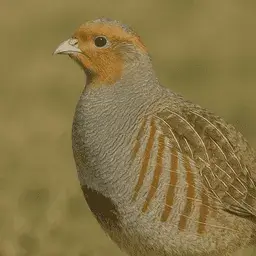 Grey partridge
