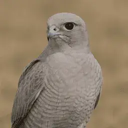 Grey falcon