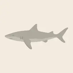 Gray smooth-hound
