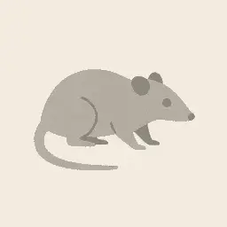 Gray short-tailed opossum