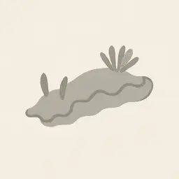 Sea slug