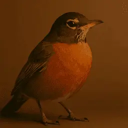 American robin