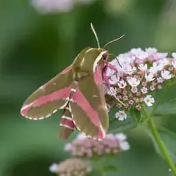 Deilephila elpenor