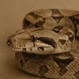 Boa constrictor
