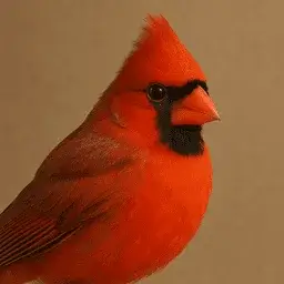 Northern cardinal