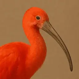 Scarlet ibis