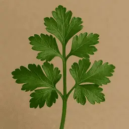 Parsley